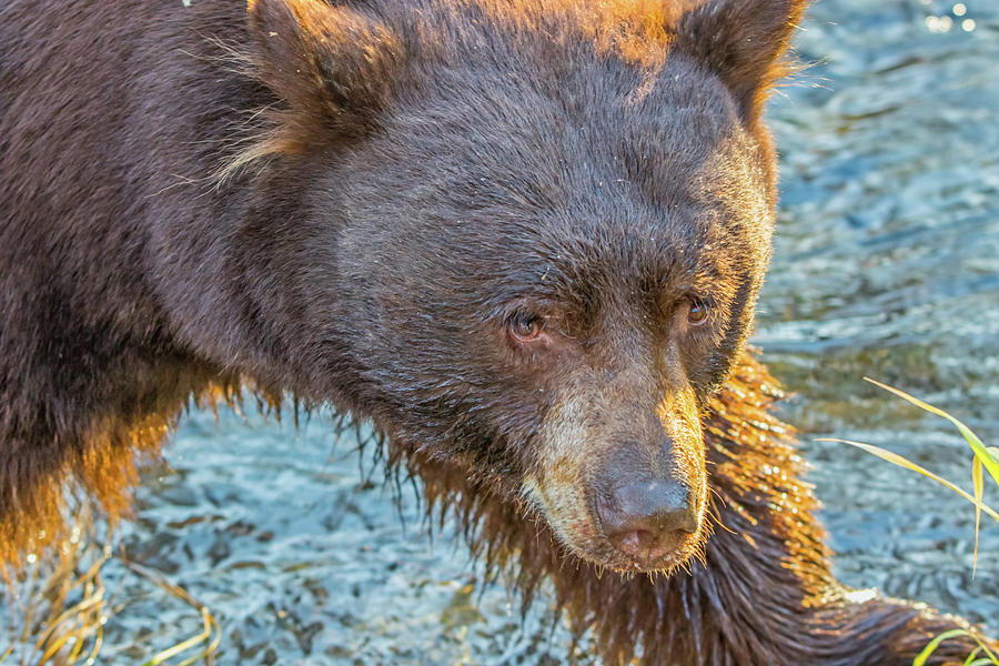 Bear Photograph - Taylor Creek Bear at Sunset by Marc Crumpler