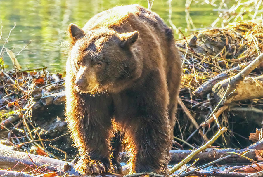 Taylor Creek Bear Photograph by Marc Crumpler