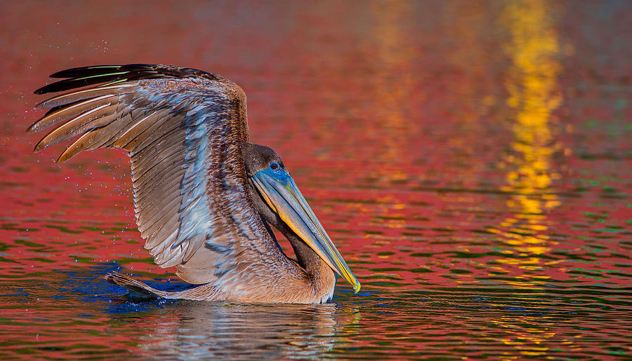 Tchefuncte Pelican Photograph by Tom Gresham