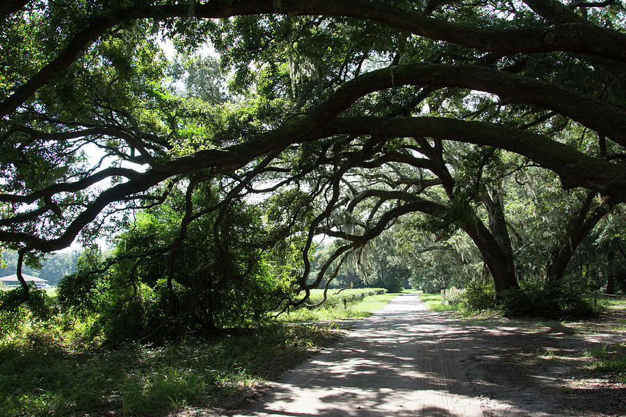Tea and Trees by Ed Waldrop Tea and Trees by Ed Waldrop
