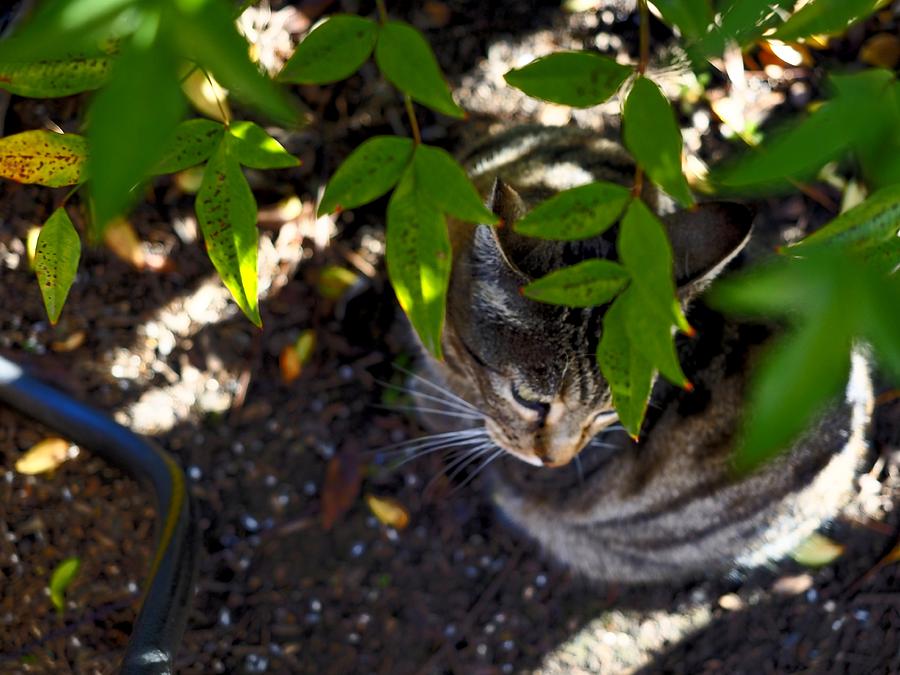 Tea Berry Cat Photograph by Richard Thomas