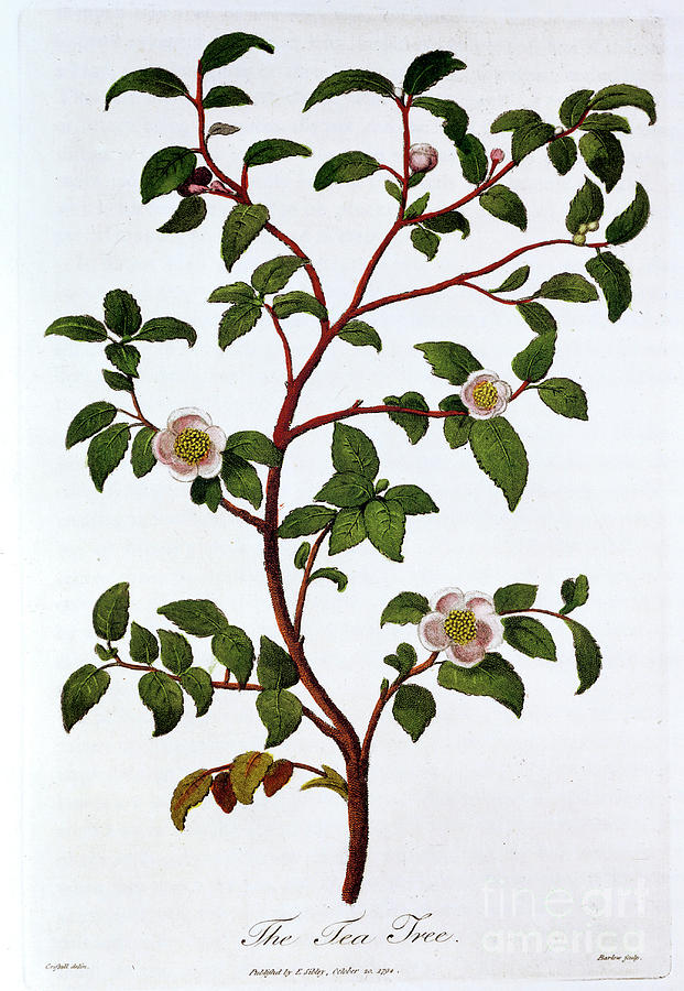 Tea Branch Of Camellia Sinensis, 1798 Drawing by Print Collector