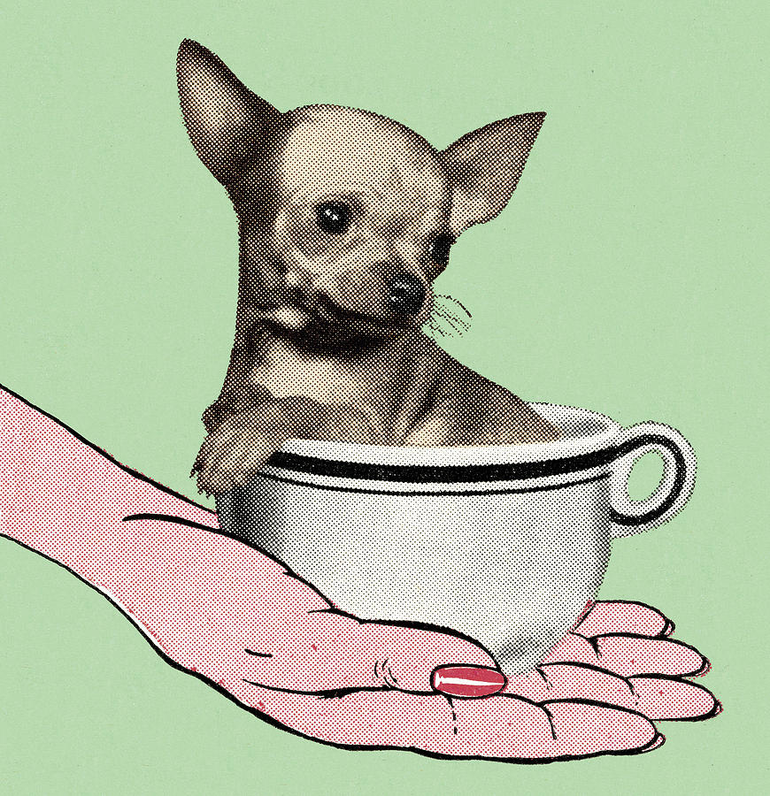 Vintage Drawing - Tea Cup Chihuahua by CSA Images