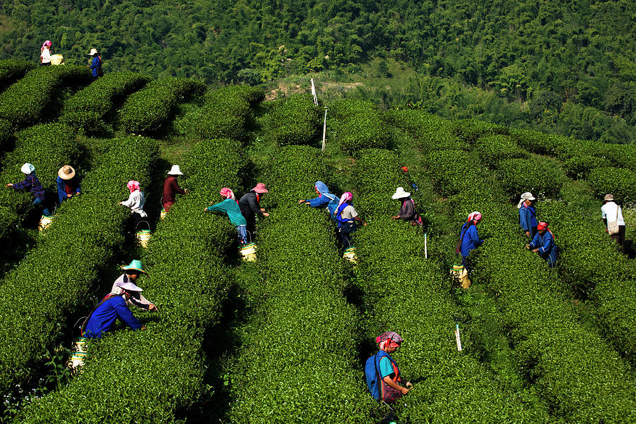 Tea Field, Chiang Rai, Thailand Photograph by Athit Perawongmetha
