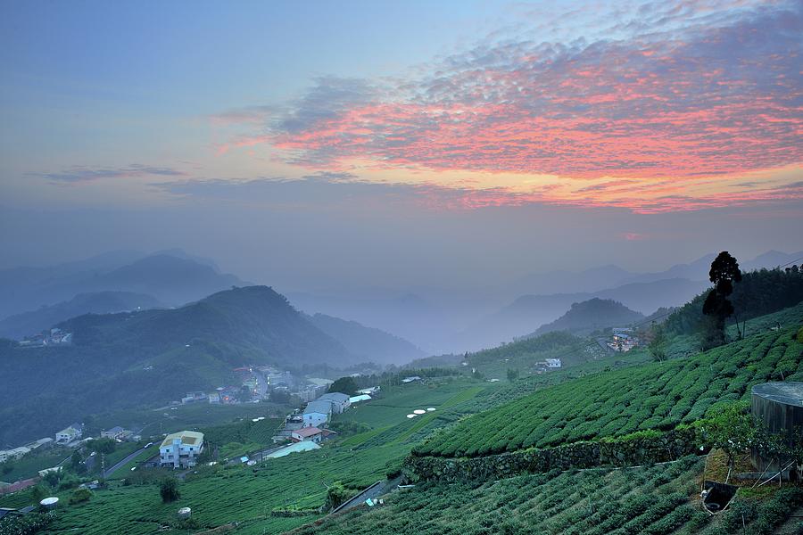 Tea Field Photograph by Photo By Vincent Ting