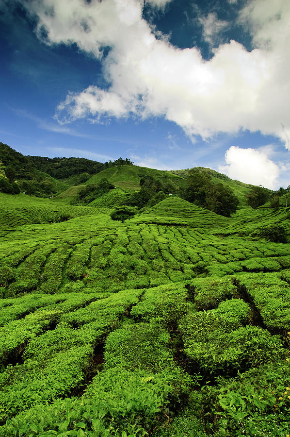 Tea Fields In The Cameron Highlands Photograph by Megan Ahrens