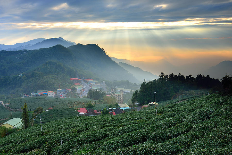 Tea Fields Photograph by Photo By Vincent Ting