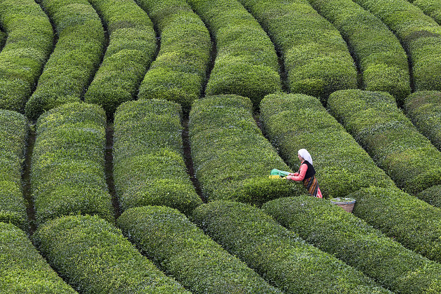 Tea Harvest Photograph by zden Szen