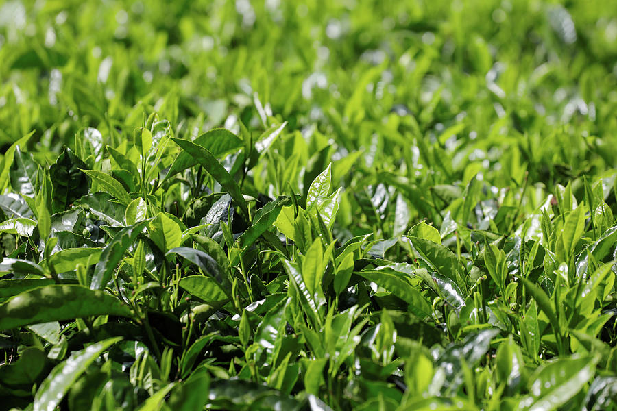 Tea Leaves Are Seen at a Plantation Photograph by Baz Ratner - Fine Art ...