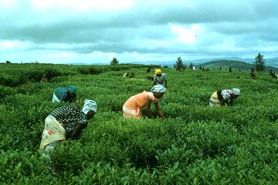 Tea-picking Photograph by Bert Hardy