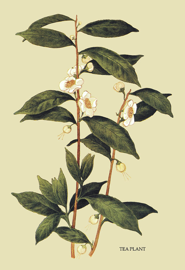 Tea Plant #1 Painting by Unknown