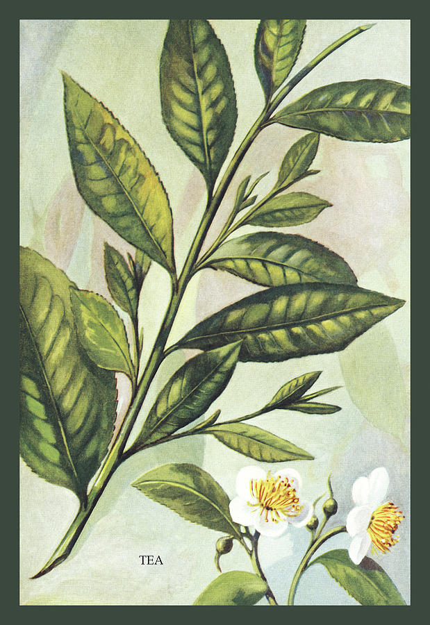 Tea Plant #2 Painting by Unknown