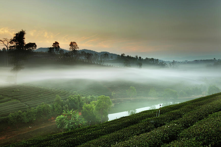 Tea Plantation & Fog Photograph by By Chakarin Wattanamongkol