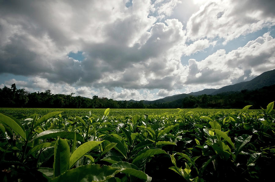 Tea Plantation Photograph by Carolyn Hebbard