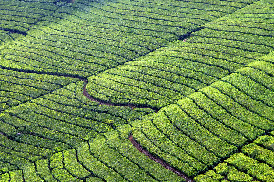 Tea Plantation Photograph by Dethan Punalur
