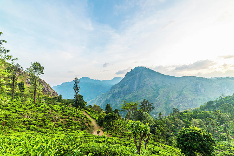 Tea Plantation, Ella, Sri Lanka Digital Art By John Philip Harper 