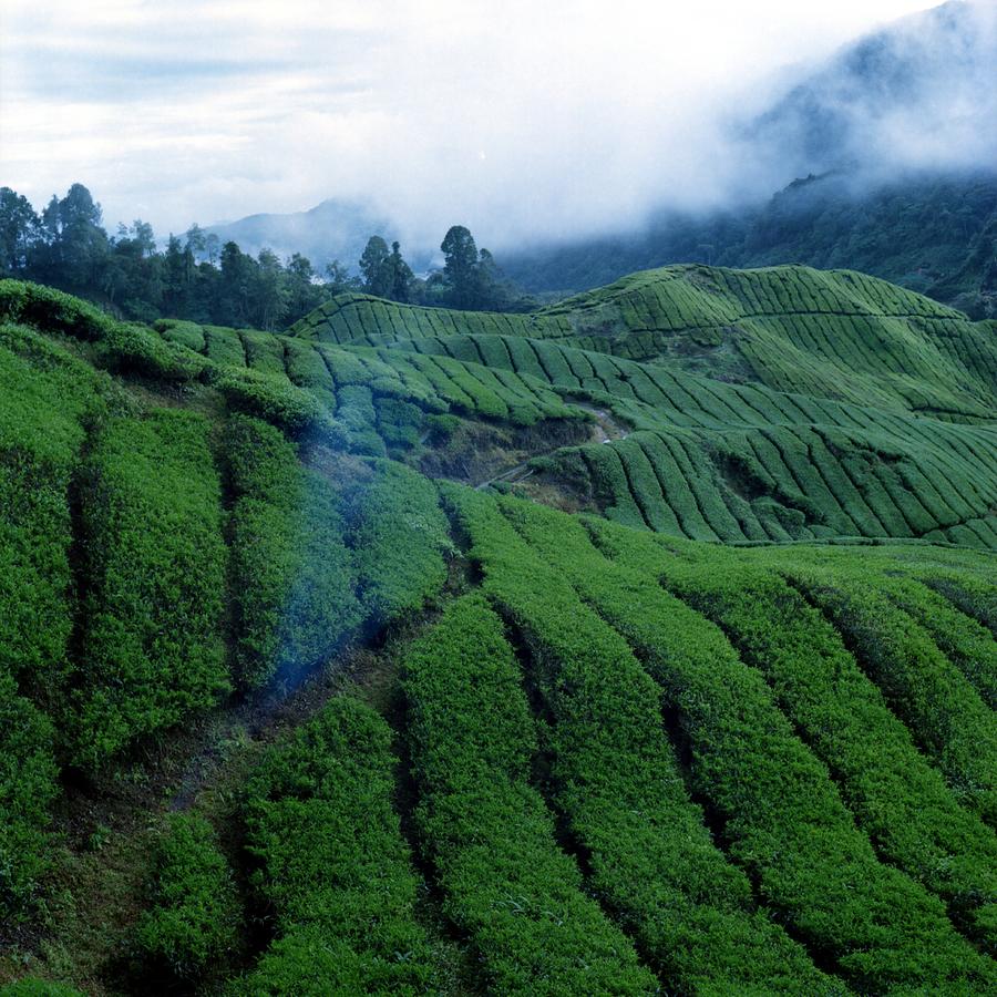 Tea Plantation In Fog Photograph by Asrul Sani