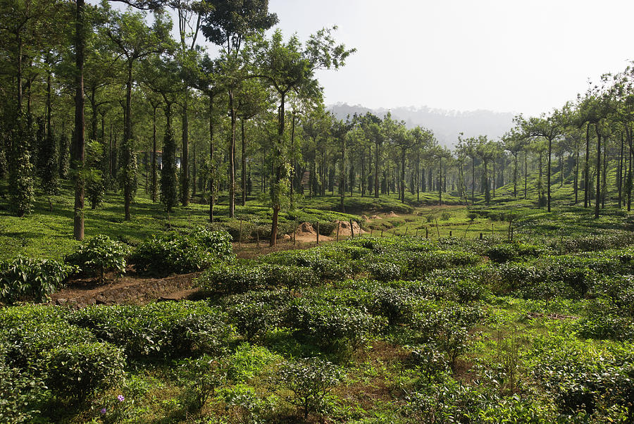 Tea Plantation Photograph by John Elk Iii