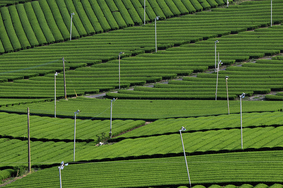 Tea Plantation Photograph by Kanegen