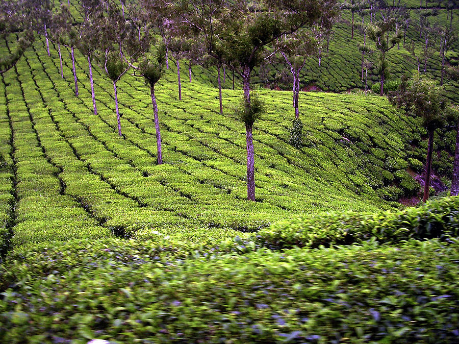 Tea Plantation, Munnar Photograph by By Chandrachoodan Gopalakrishnan