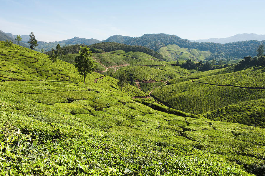 Tea Plantation, Munnar, Idukki, Kerala by Exotica.im