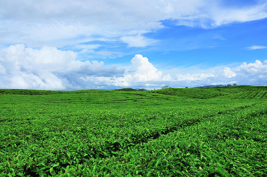 Tea Plantation Photograph by Photo By Sayid Budhi