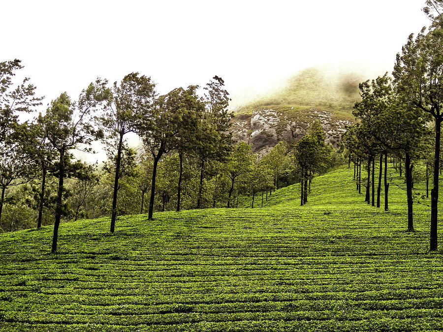 Tea Plantations Photograph