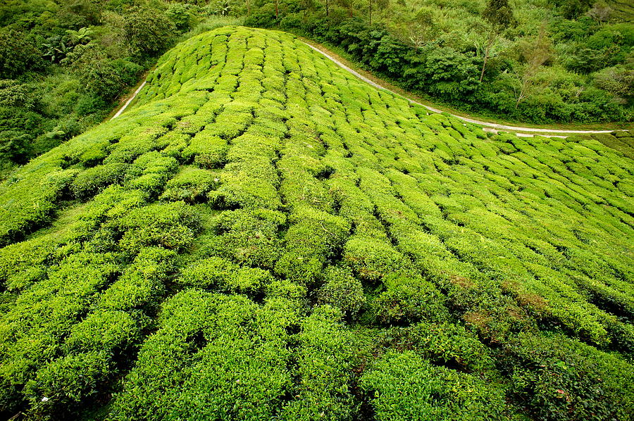 Tea Plantations Photograph by Nigel Killeen