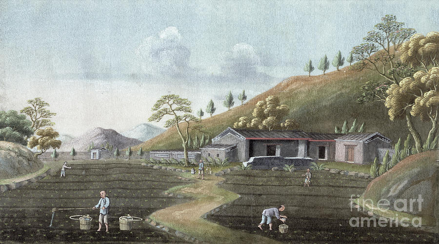 Tea Planting China 19th Century Drawing by Heritage Images