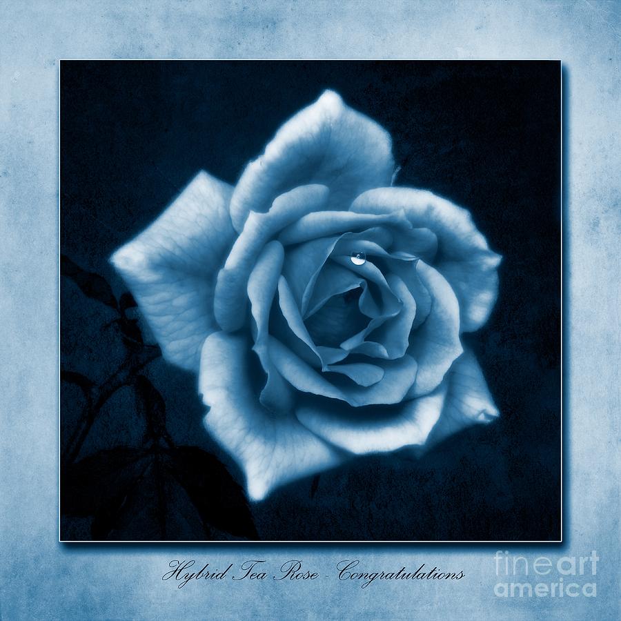 Tea Rose Cyanotype Photograph