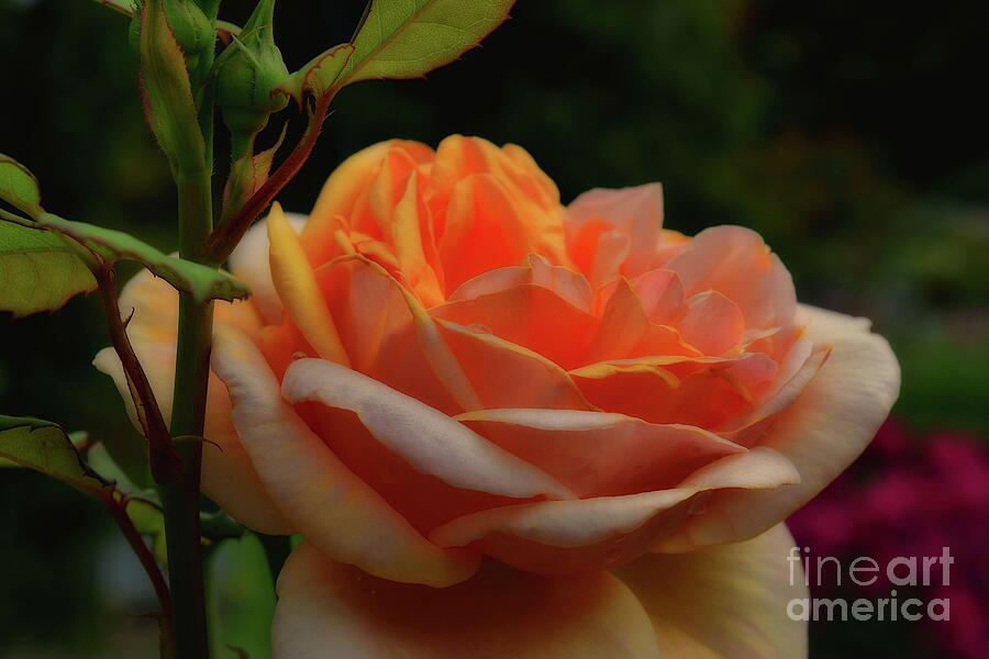Tea Rose Peach Dream Photograph by Yvonne Johnstone
