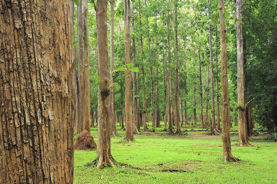 How Much Is A Teak Tree Worth At Tamala Gavin Blog