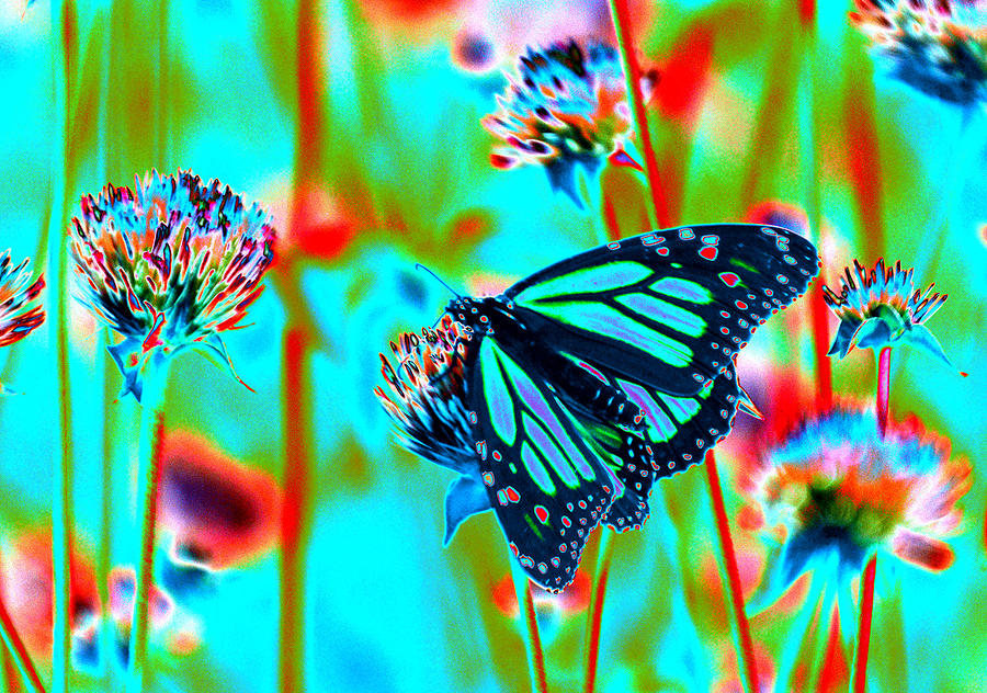 Teal Blue Monarch Butterfly Photograph