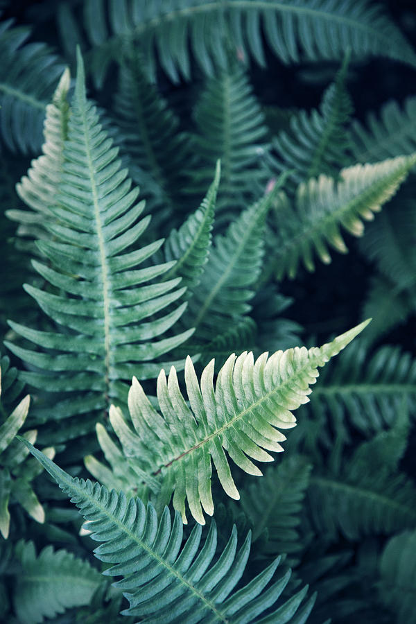 Teal Fern Leaves Photograph by Irene Suchocki