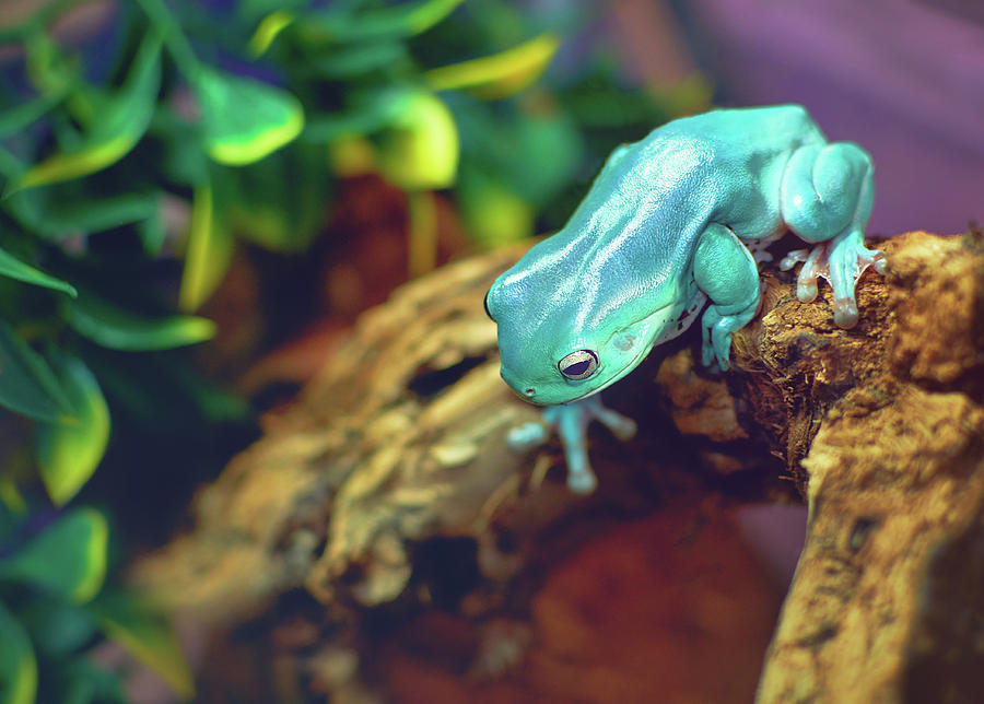 Wildlife Photograph - Teal Tree Frog Exploring by Calina Bell
