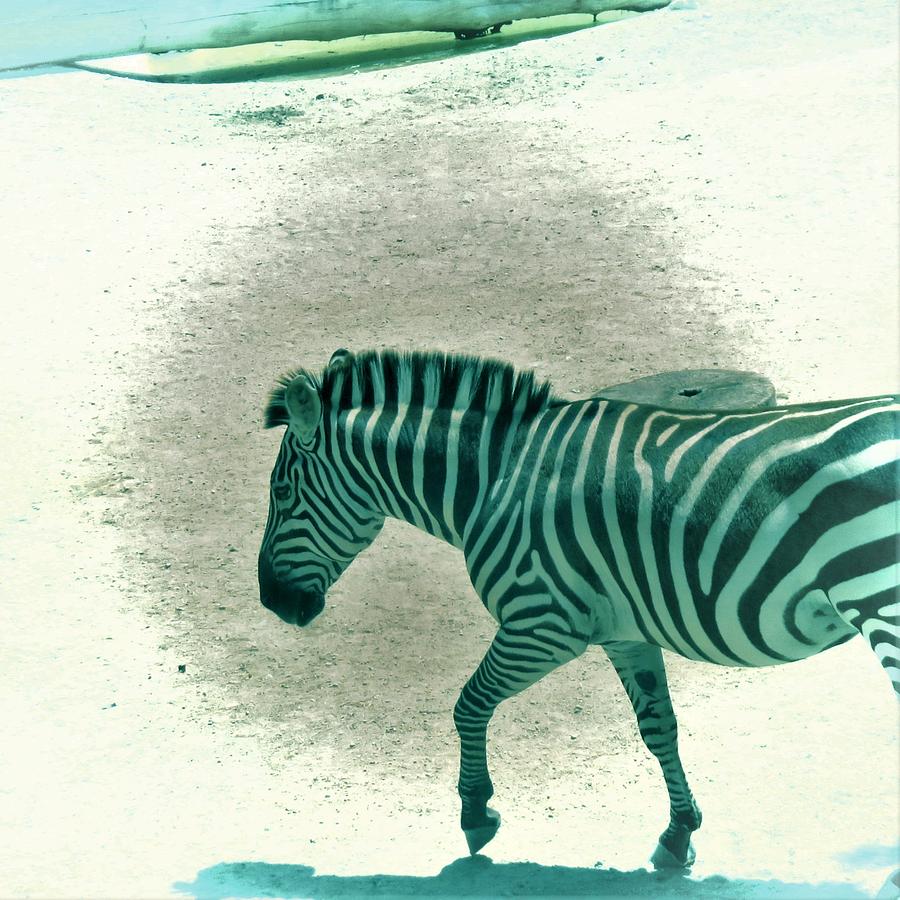 webkinz teal zebra