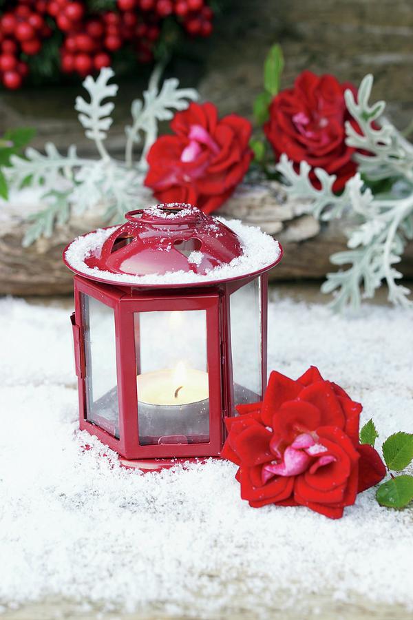 Tealight In Red Lantern And Roses On Artificial Snow Photograph by Angelica Linnhoff