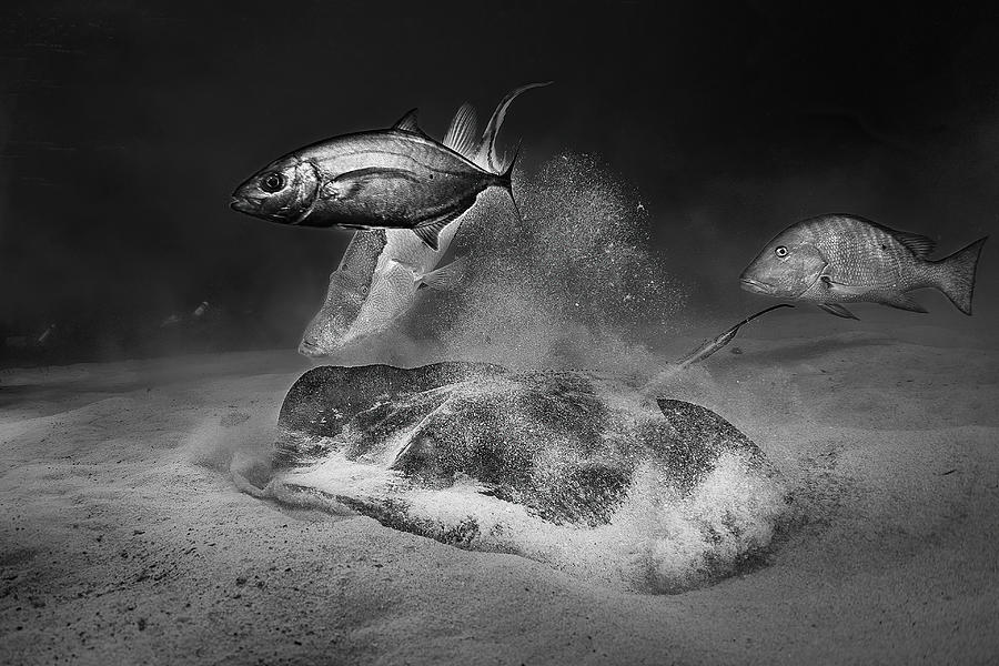 Fish Photograph - Team Work by Jennifer Lu