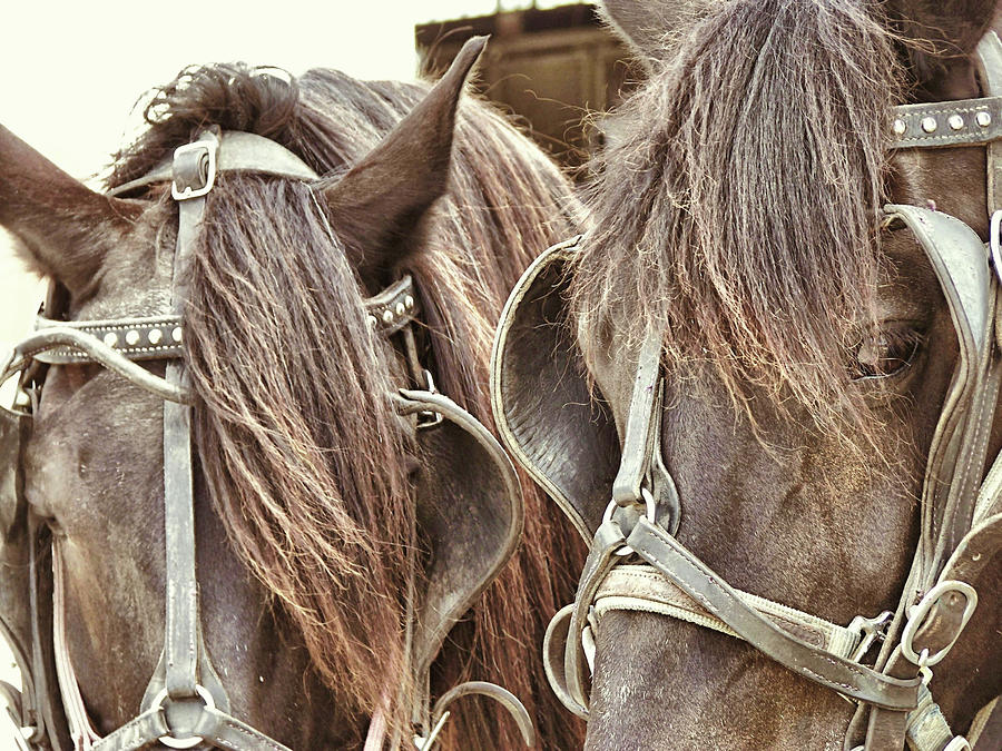 Horse Photograph - Teamwork by JAMART Photography
