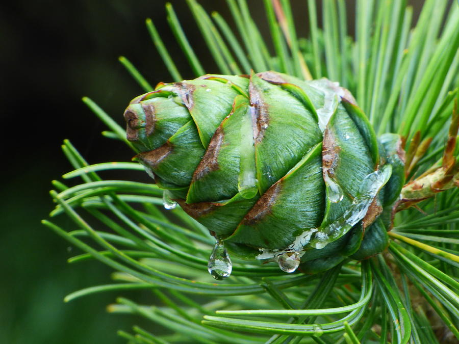 Juice Photograph - Tears of Pine Cone by Lyuba Filatova