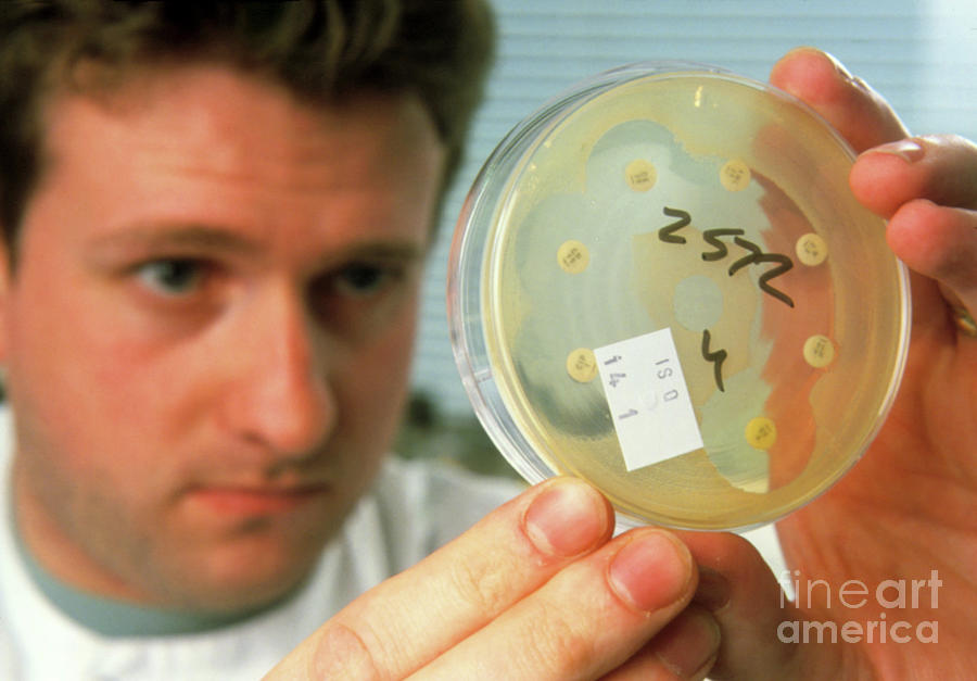 Technician Bacterial Antibiotic Sensitivity Test Photograph By Jim Varney Science Photo