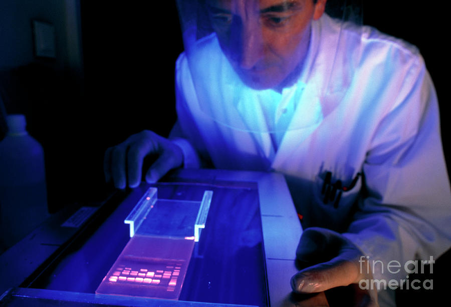 Technician Carrying Out Dna Sequencing Photograph by Pascal Goetgheluck/science Photo Library