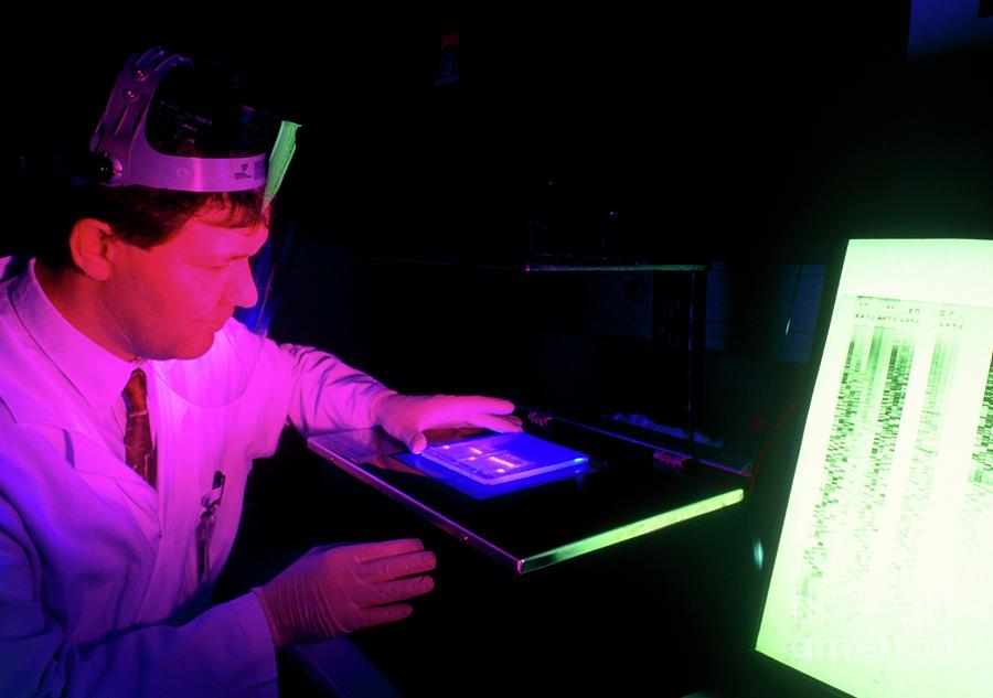 Technician Examining Hair Bulb Dna Sequences Photograph by Pascal Goetgheluck/science Photo Library