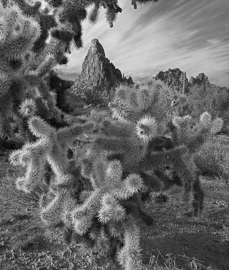 Teddy Bear Cholla, Arizona Photograph by Tim Fitzharris