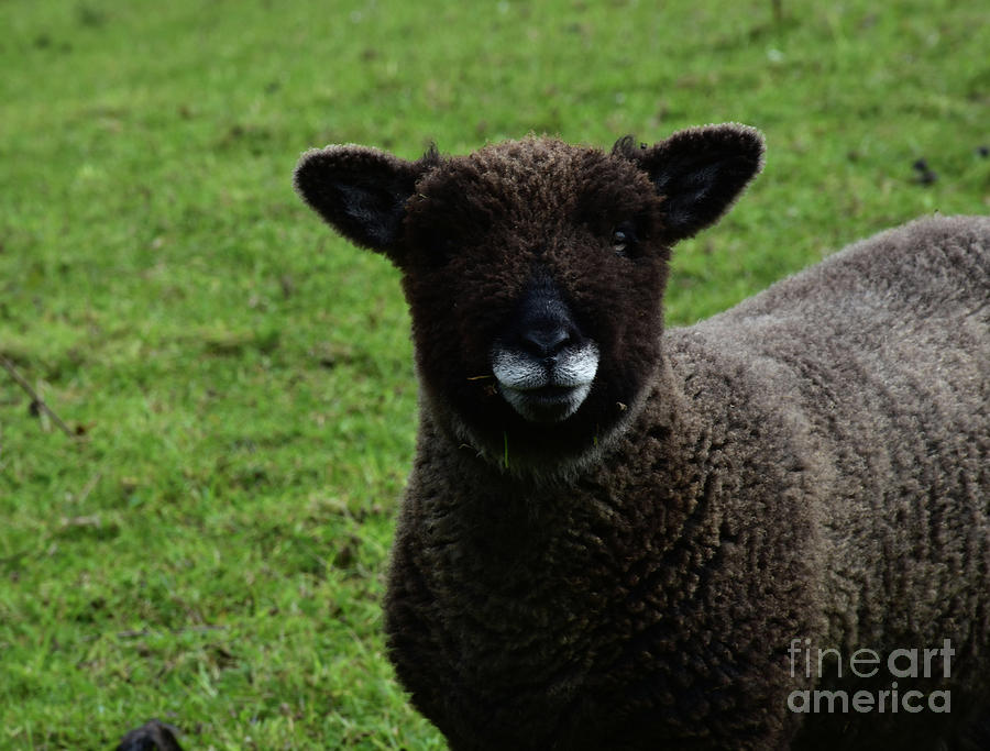 teddy bear sheep