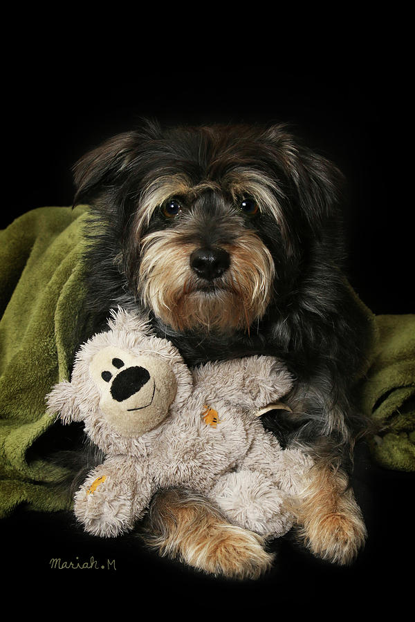 Teddy Bear Snuggles Photograph by Mariah Mobley