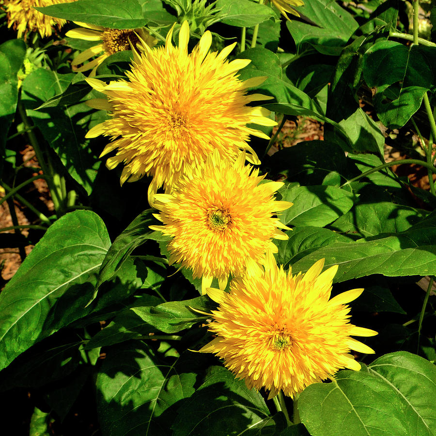 bear sunflower