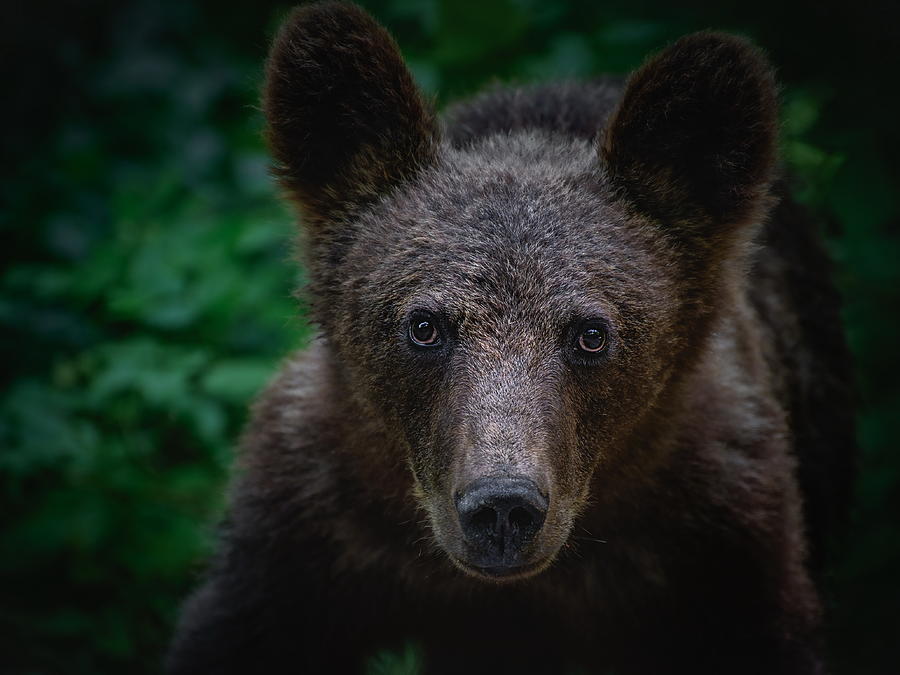 Wildlife Photograph - Teddy-bear. by Vadim Kulinsky
