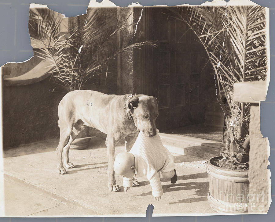 Black And White Photograph - Teddy The Wonder Dog by Bettmann