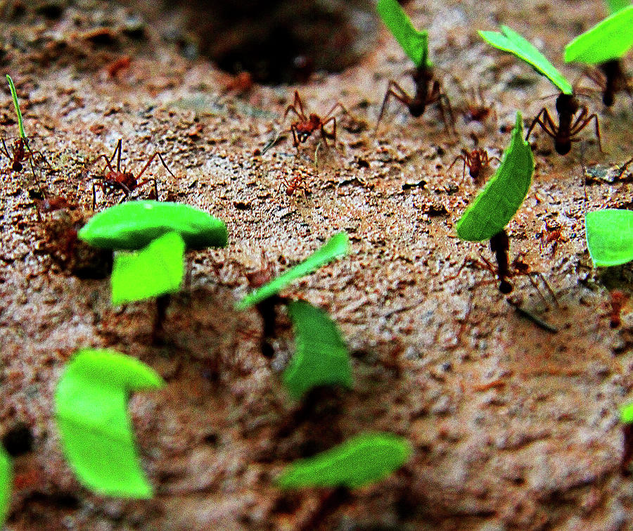 Nature Photograph - Tee Cutter Ants by Dana Brett Munach